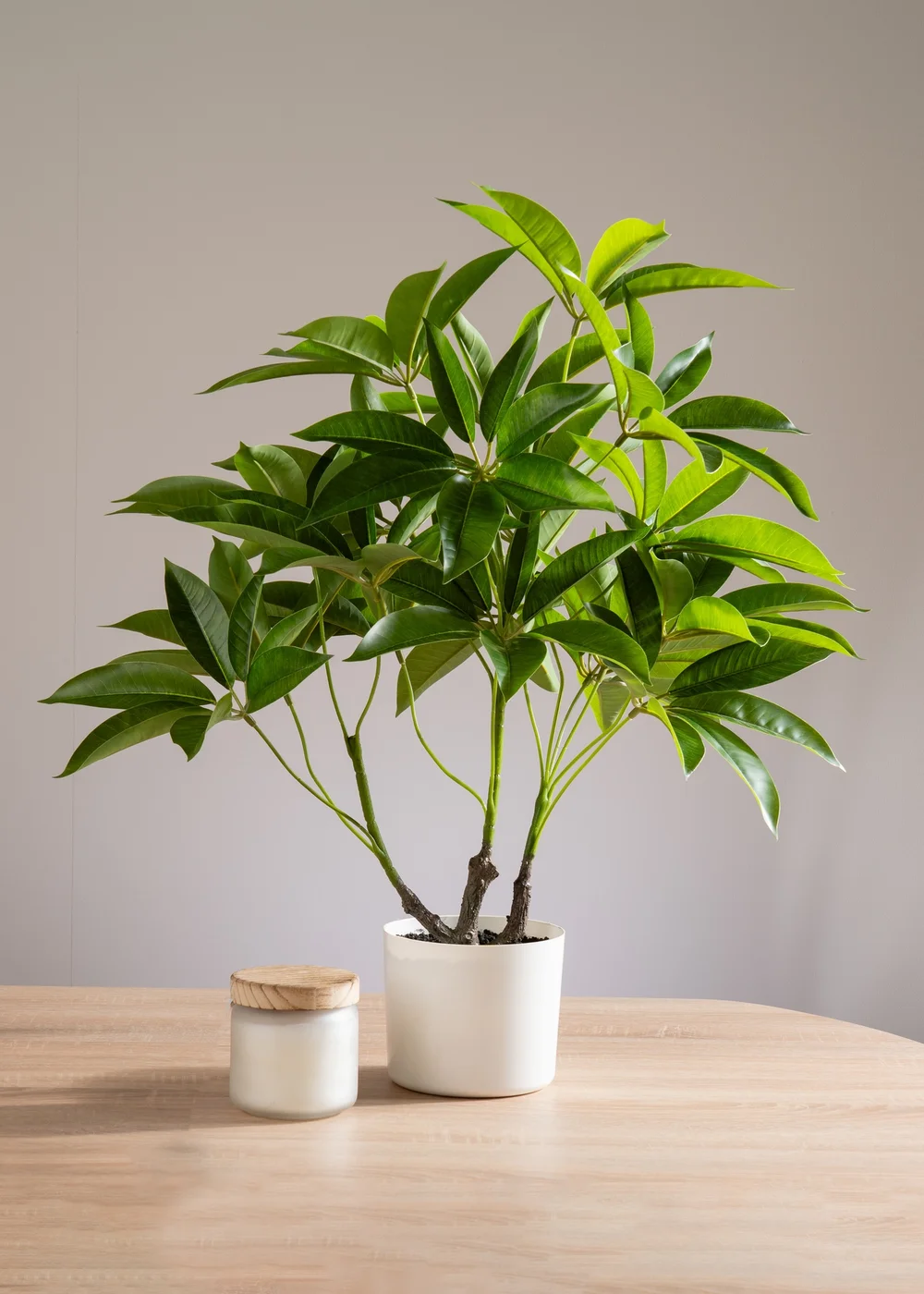 Scottish Everlastings Real Touch Schefflera / Umbrella Plant in White Pot 60cm - One Size Image 1