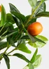 Scottish Everlastings Orange Tree in Woven Basket 76cm - One Size Image 3