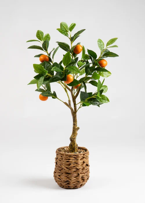 Scottish Everlastings Orange Tree in Woven Basket 76cm - One Size Image 2