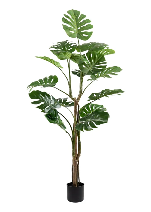 Scottish Everlastings Real Touch Monstera 160cm - One Size Image 2