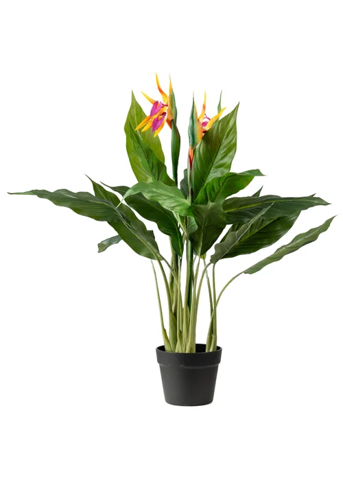 Scottish Everlastings Bird of Paradise Tree with Flower 83cm - One Size Image 2