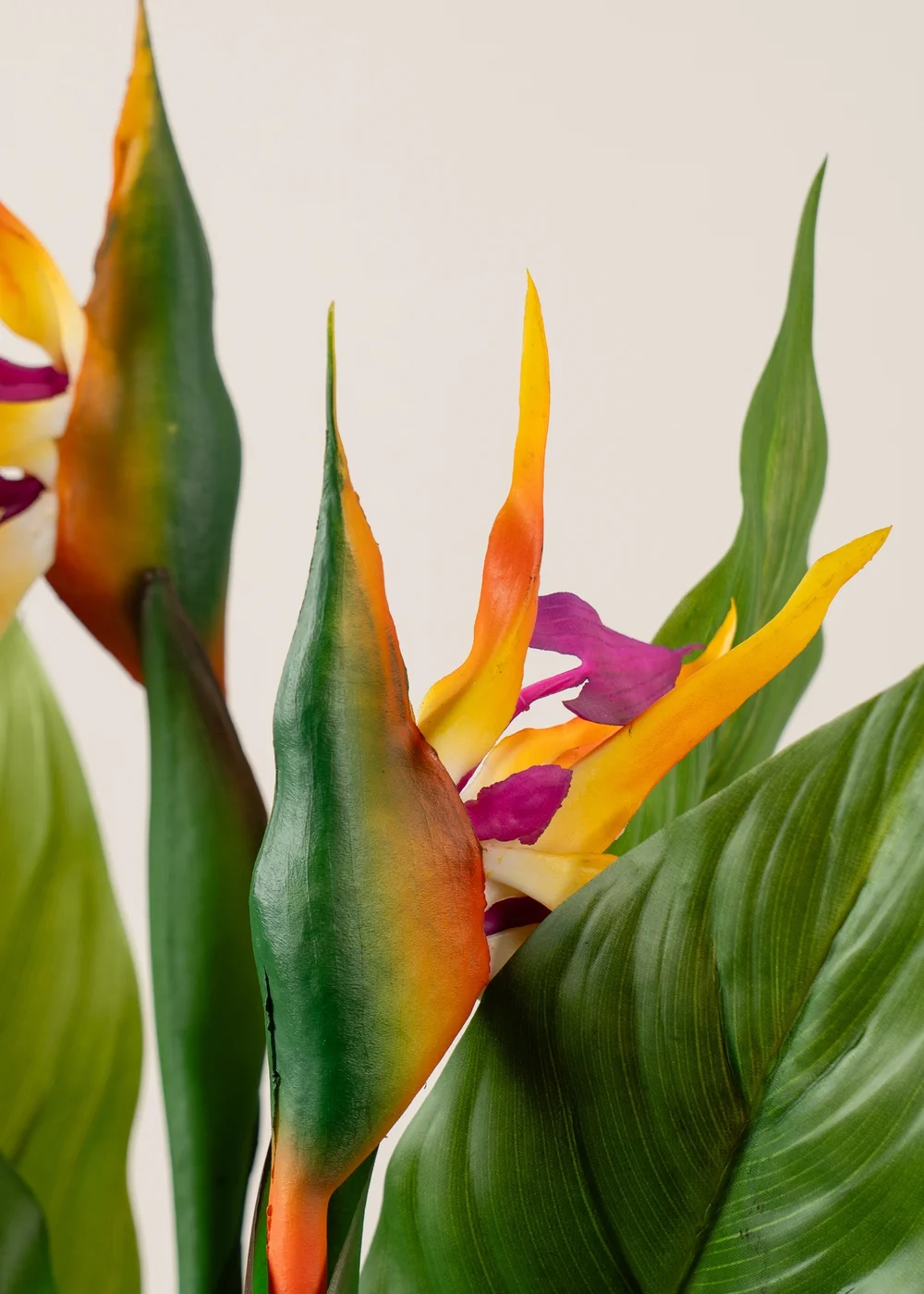 Scottish Everlastings Bird of Paradise Tree with Flower 83cm - One Size Image 3