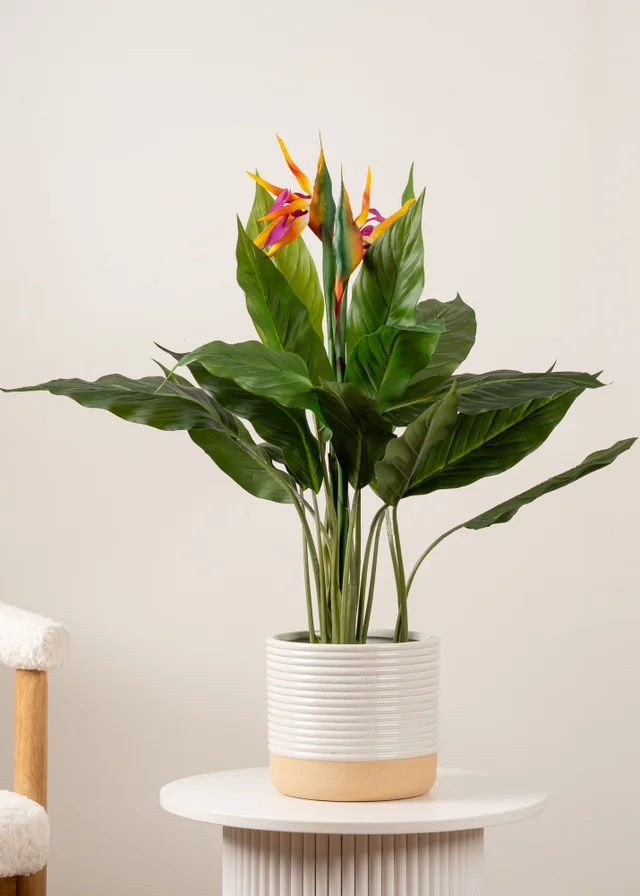 Scottish Everlastings Bird of Paradise Tree with Flower 83cm