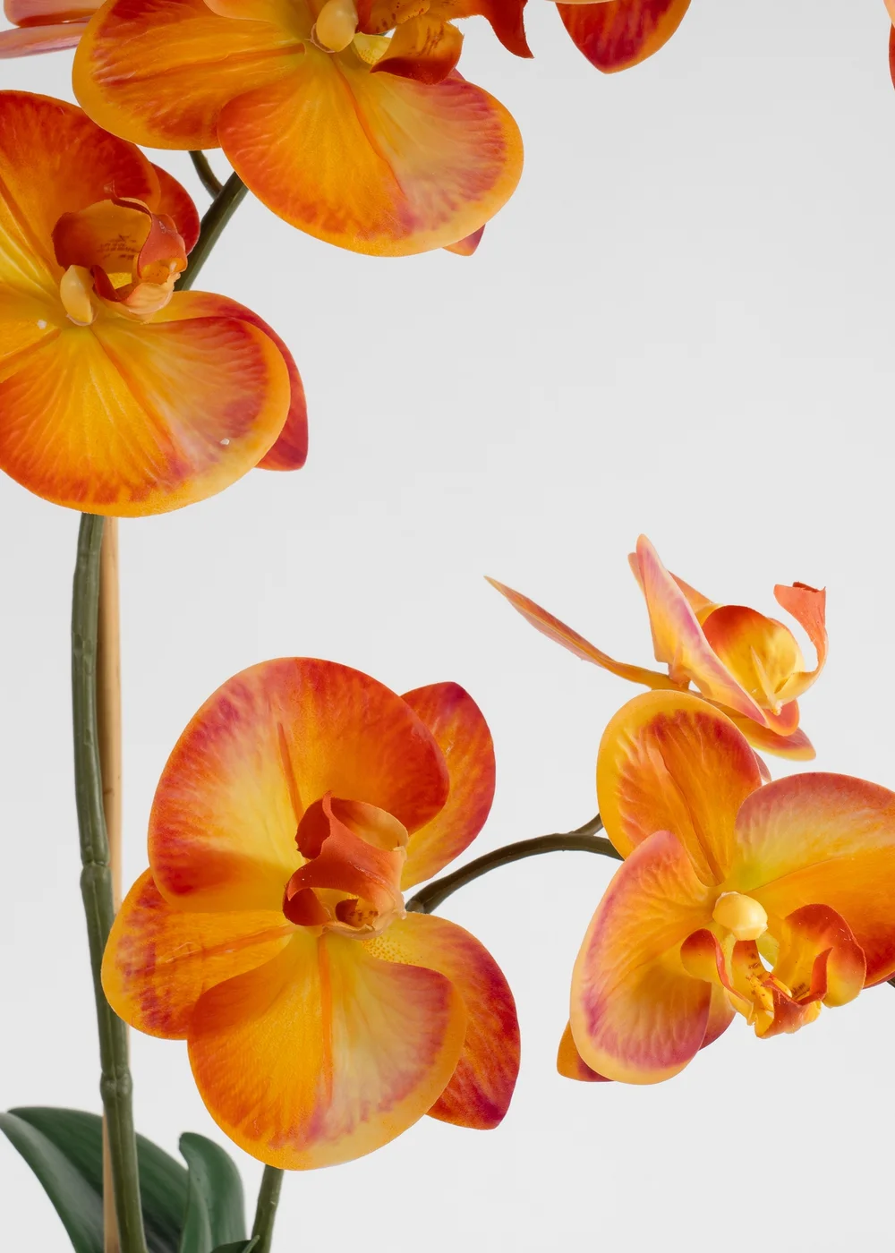 Scottish Everlastings Real Touch Orange Phalaenopsis Orchid in Pot 61cm - One Size Image 3