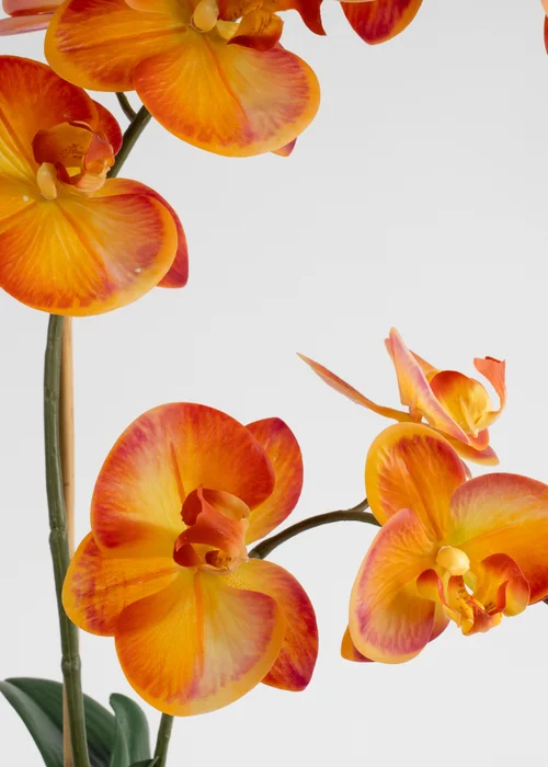 Scottish Everlastings Real Touch Orange Phalaenopsis Orchid in Pot 61cm - One Size Image 3