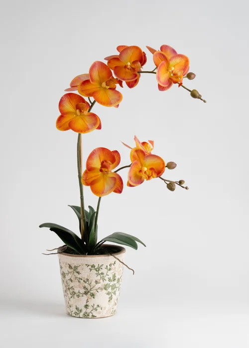 Scottish Everlastings Real Touch Orange Phalaenopsis Orchid in Pot 61cm - One Size Image 2