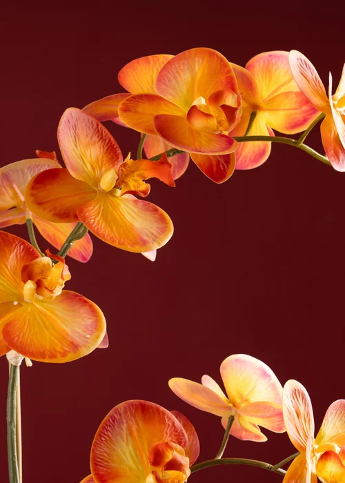 Scottish Everlastings Real Touch Orange Phalaenopsis Orchid in Pot 61cm - One Size Image 4