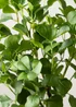 Scottish Everlastings Heart-leaf Ficus Tree in White Pot 75cm - One Size Image 3
