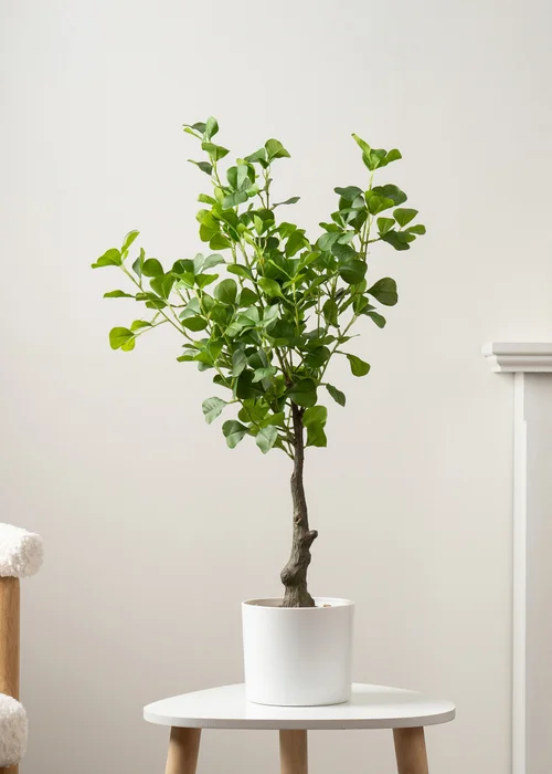 Scottish Everlastings Heart-leaf Ficus Tree in White Pot 75cm - One Size Image 1