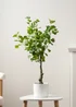Scottish Everlastings Heart-leaf Ficus Tree in White Pot 75cm - One Size Image 1