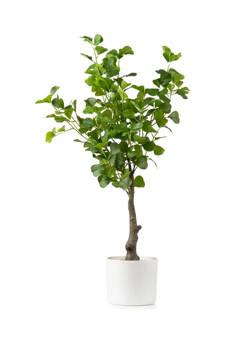 Scottish Everlastings Heart-leaf Ficus Tree in White Pot 75cm - One Size Image 2