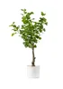 Scottish Everlastings Heart-leaf Ficus Tree in White Pot 75cm - One Size Image 2