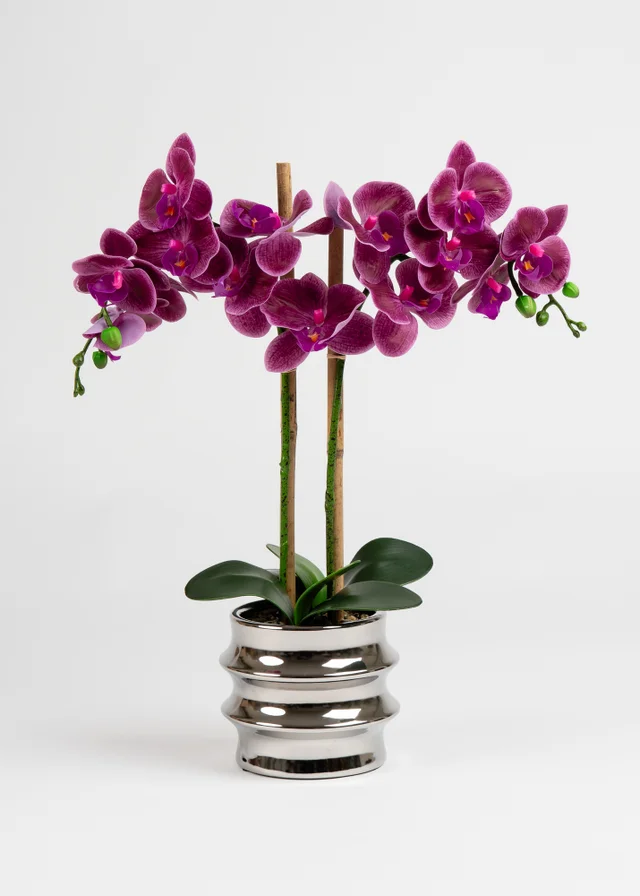 Scottish Everlastings Pink Orchid in Silver Ceramic Pot 54cm
