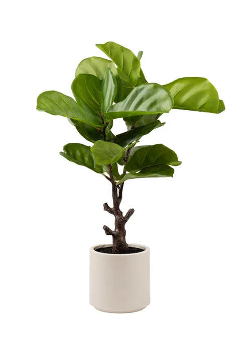 Scottish Everlastings Real Touch Fiddleleaf Fig Tree in Chunky White Pot 75cm - One Size Image 2