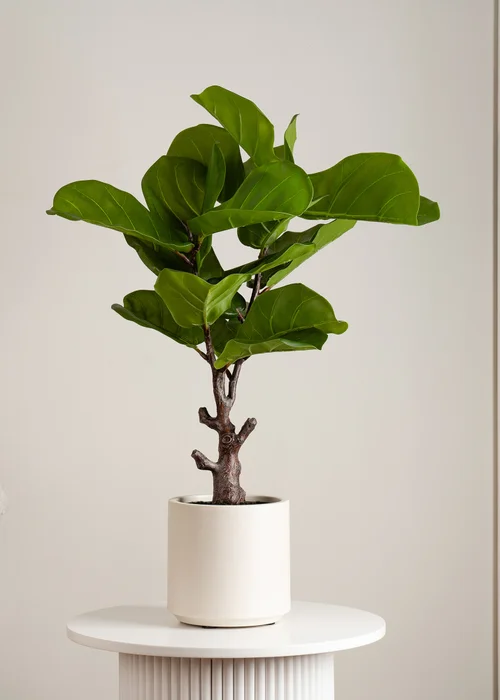 Scottish Everlastings Real Touch Fiddleleaf Fig Tree in Chunky White Pot 75cm - One Size Image 1
