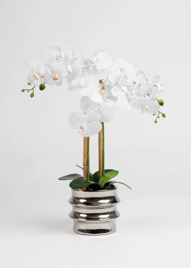 Scottish Everlastings White Orchid in Silver Ceramic Pot 54cm