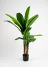 Scottish Everlastings Real Touch Banana Tree 160cm - One Size Image 2