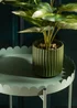 Scottish Everlastings Green Round Scallop Table - One Size Image 3