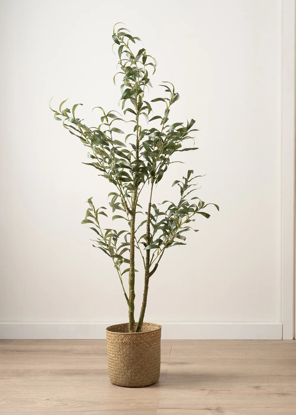 Scottish Everlastings Slim Silhouette Olive Tree 130cm - One Size Image 1