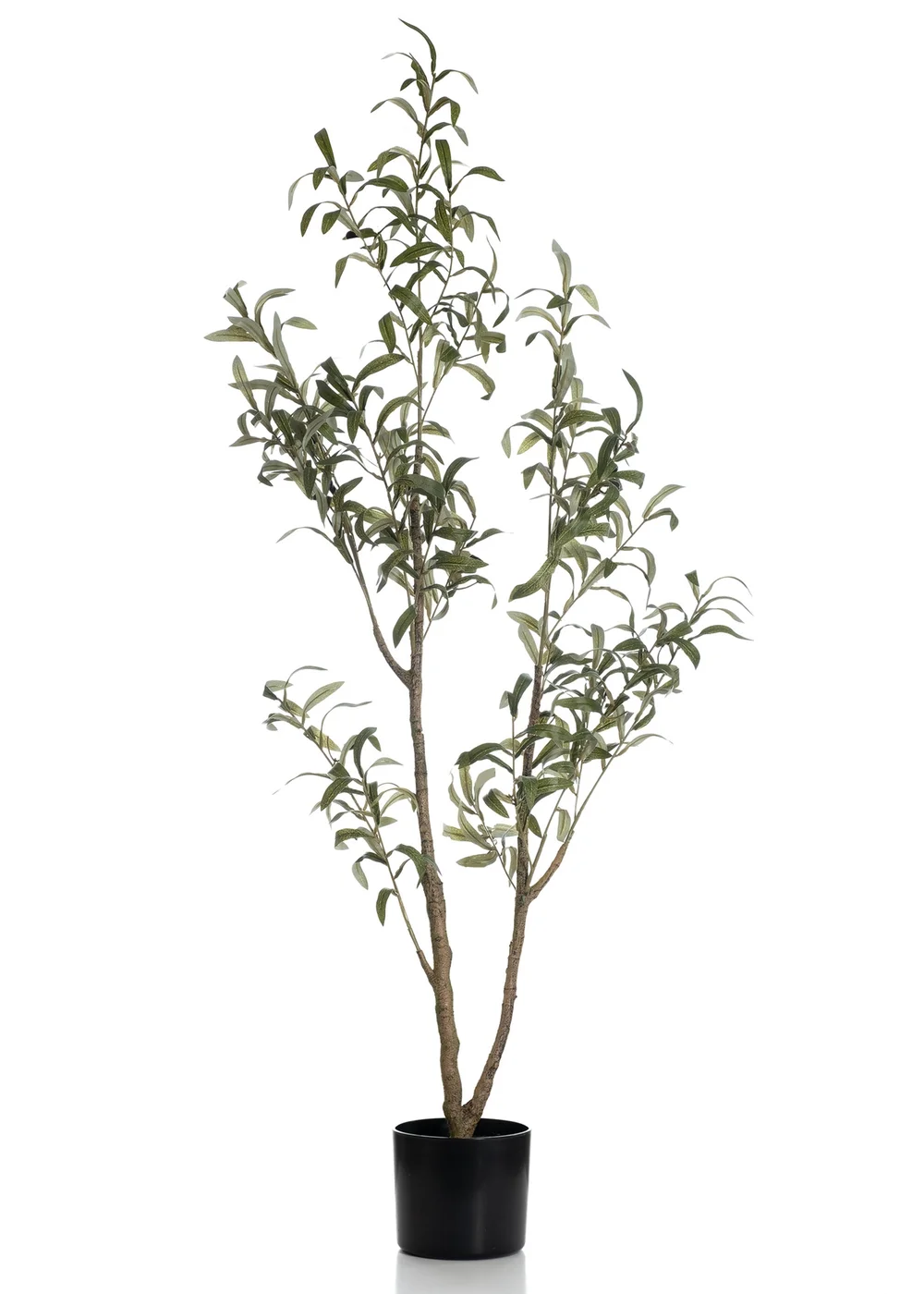 Scottish Everlastings Slim Silhouette Olive Tree 130cm - One Size Image 2