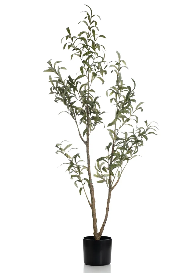 Scottish Everlastings Slim Silhouette Olive Tree 130cm