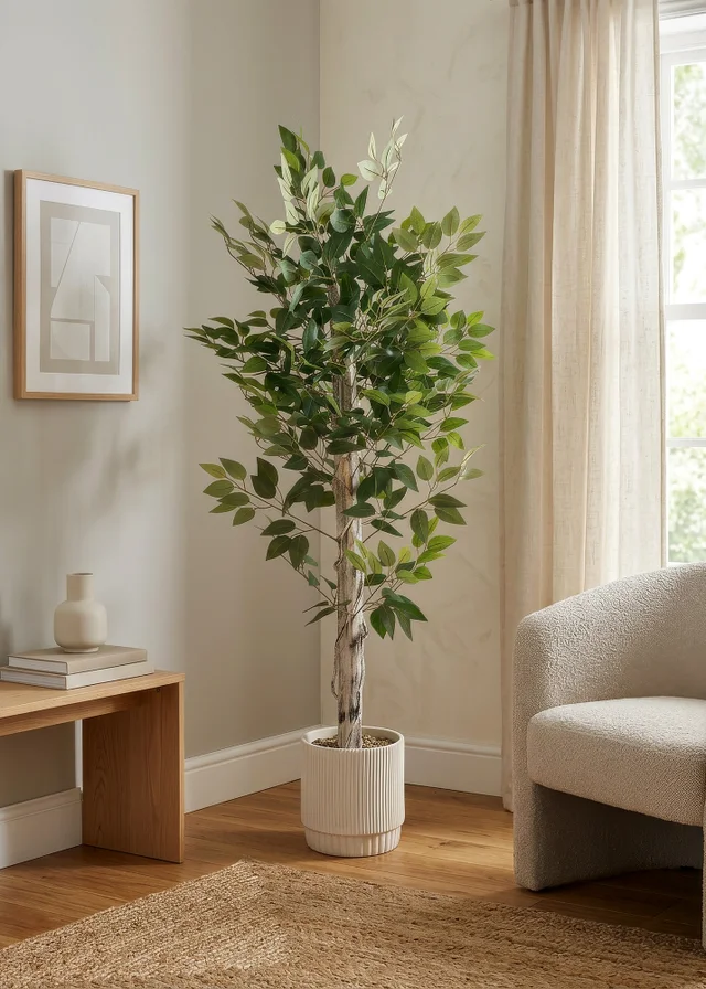 Scottish Everlastings Ficus Tree in cement pot 160cm