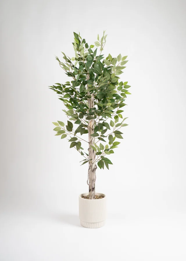 Scottish Everlastings Ficus Tree in cement pot 160cm