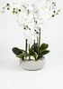Scottish Everlastings Real Touch 10-stem Orchid in Grey Ceramic Pot 68cm - One Size Image 3