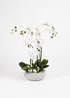 Scottish Everlastings Real Touch 10-stem Orchid in Grey Ceramic Pot 68cm - One Size Image 2