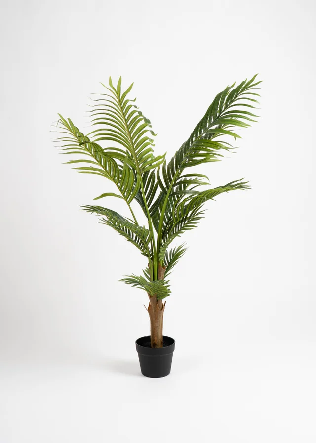 Scottish Everlastings Kwai Tree 120cm