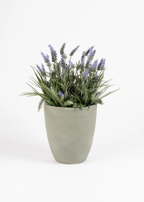 Scottish Everlastings Lavender & Grasses in grey cement pot 60cm - One Size Image 2