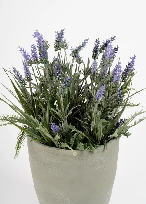 Scottish Everlastings Lavender & Grasses in grey cement pot 60cm - One Size Image 3