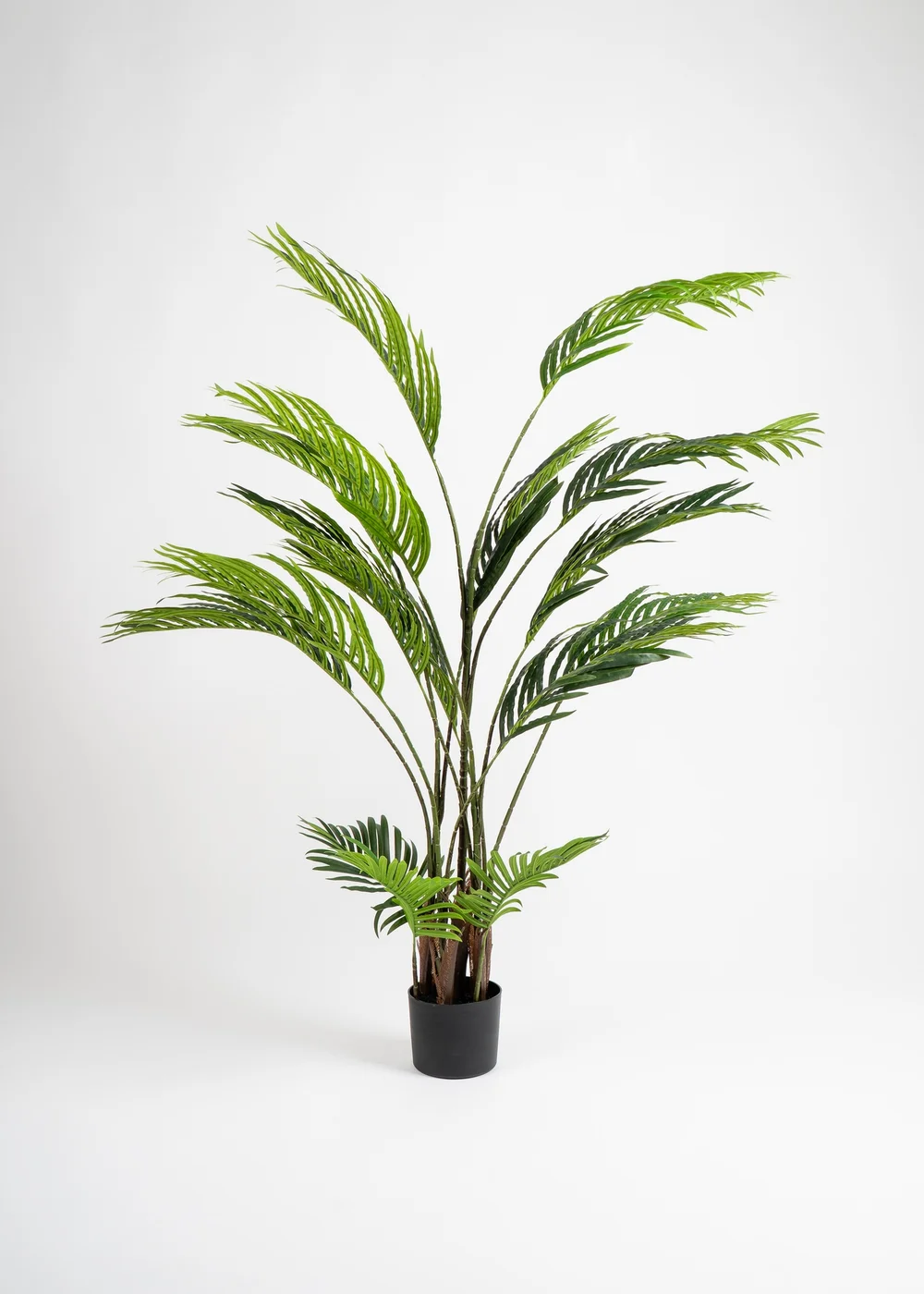 Scottish Everlastings Real Touch Pearl Palm Tree 155cm - One Size Image 2