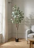 Scottish Everlastings Eucalyptus Tree 150cm - One Size Image 1