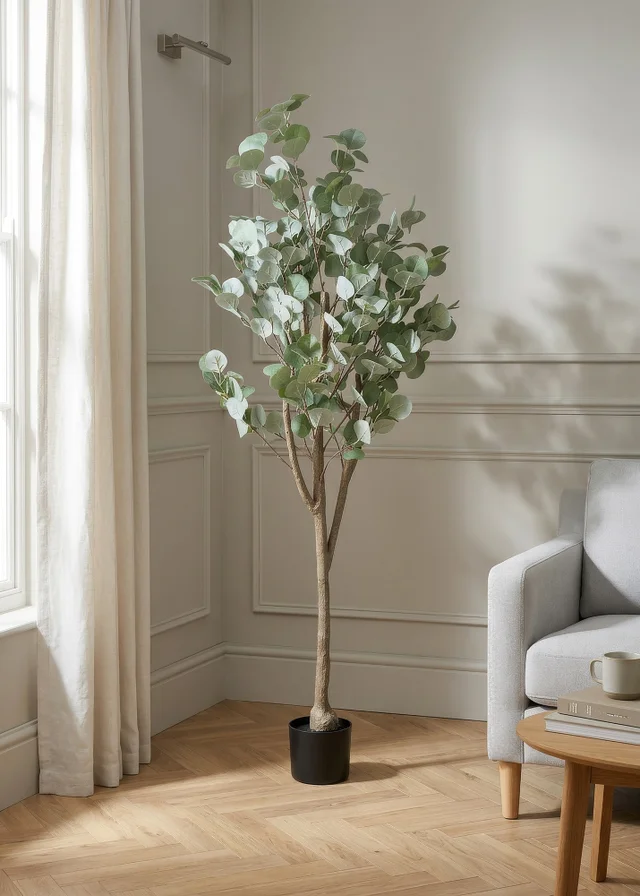 Scottish Everlastings Eucalyptus Tree 150cm