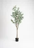 Scottish Everlastings Eucalyptus Tree 150cm - One Size Image 2