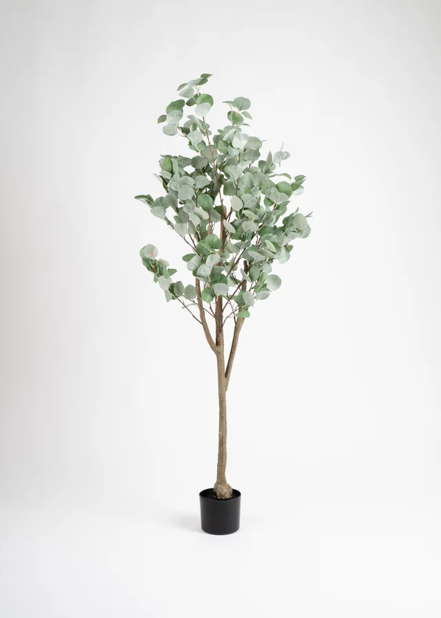 Scottish Everlastings Eucalyptus Tree 150cm